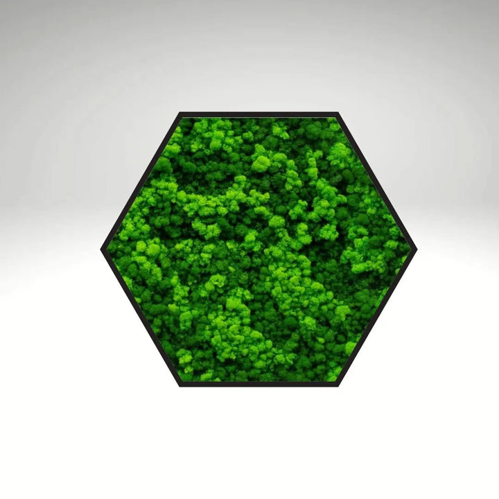 Quadro verde preservato Esagono Viridem 40x40 cm