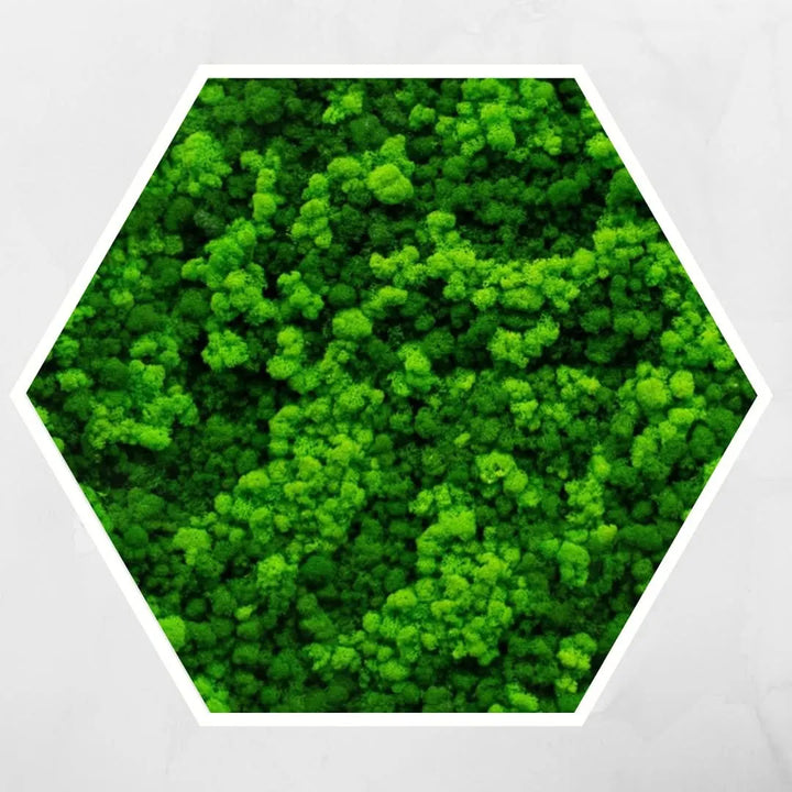 Quadro verde preservato Esagono Viridem 80x80 cm