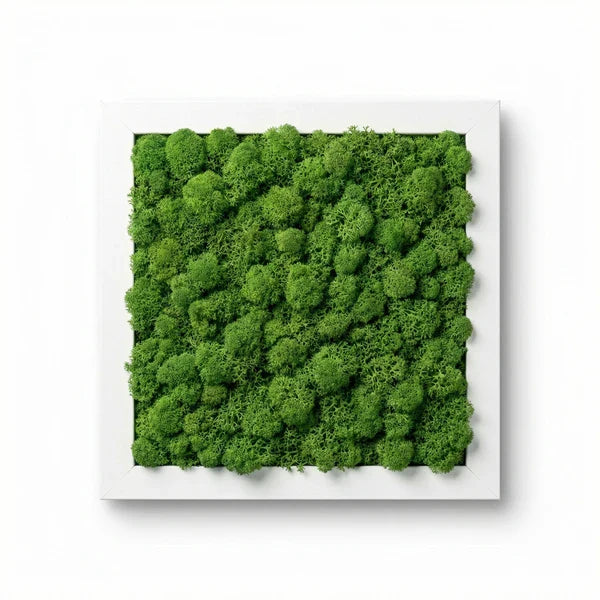 Quadro licheni stabilizzati - vista frontale del formato 30x30 cm con cornice bianca