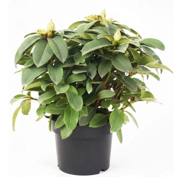 Rhododendron D.17 - Pianta fiorita in vaso nero con foglie verdi e boccioli rossi