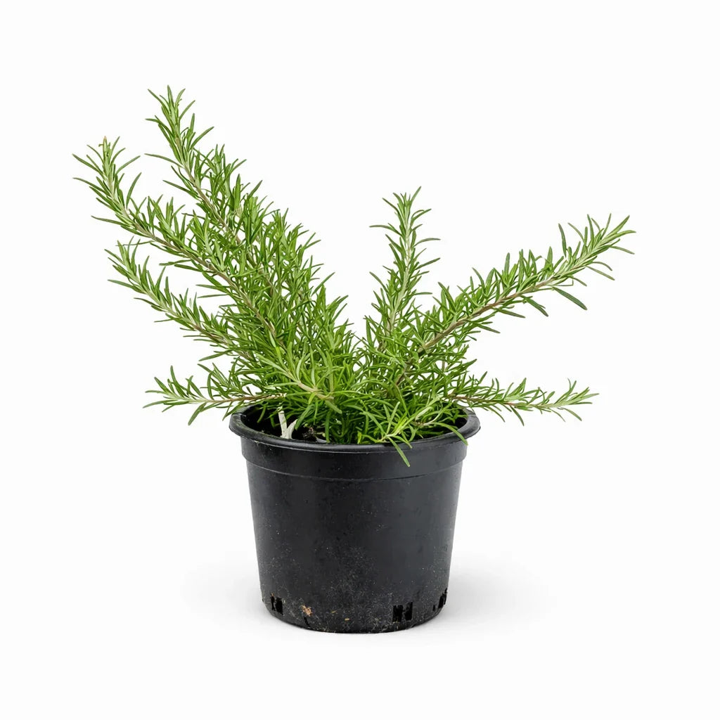 Rosmarinus officinalis prostratus - pianta di rosmarino prostrato in vaso con fogliame verde