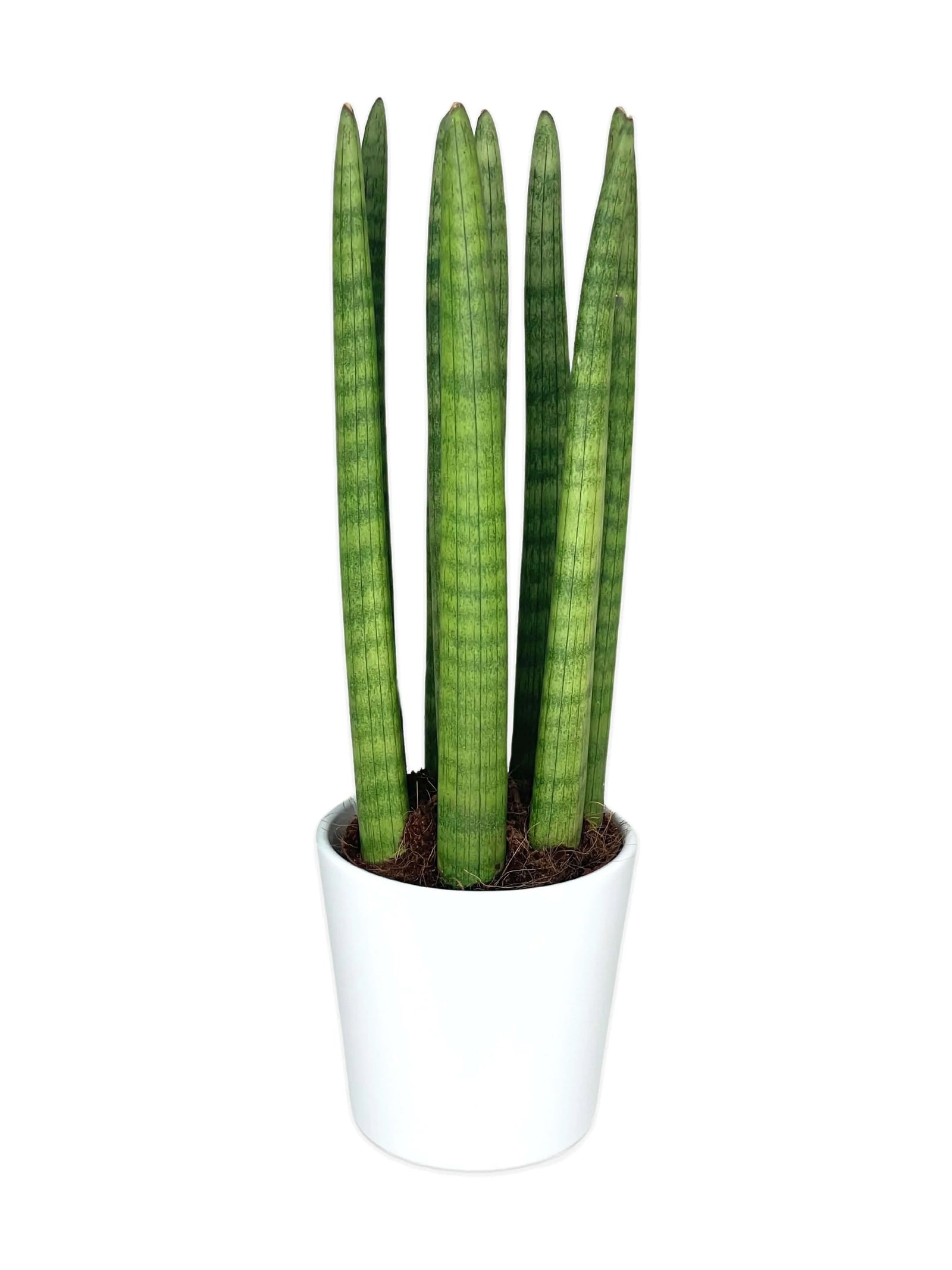 Sansevieria Cylindrica Candle - Pianta da appartamento in vaso ceramica bianca 11 cm