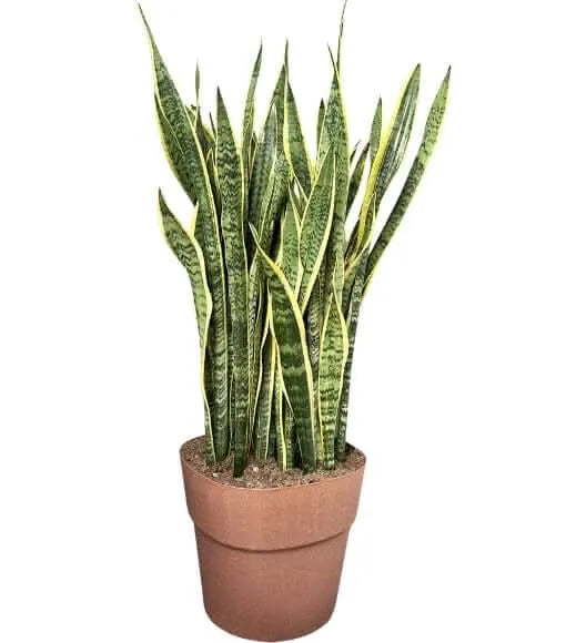 Sansevieria Laurentii - pianta alta 130cm con vaso a riserva d&