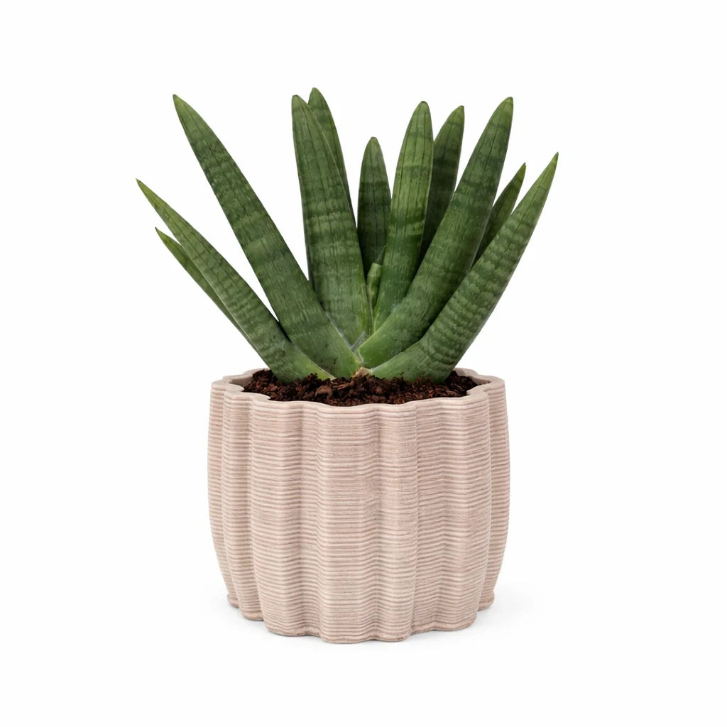 Sansevieria Swasdi - pianta da interno in vaso di ceramica artigianale Ares