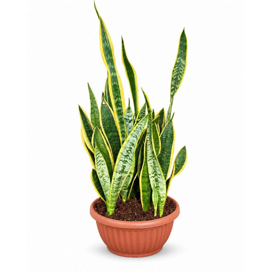 Sansevieria Laurentii in D. 30 - H. 80 cm