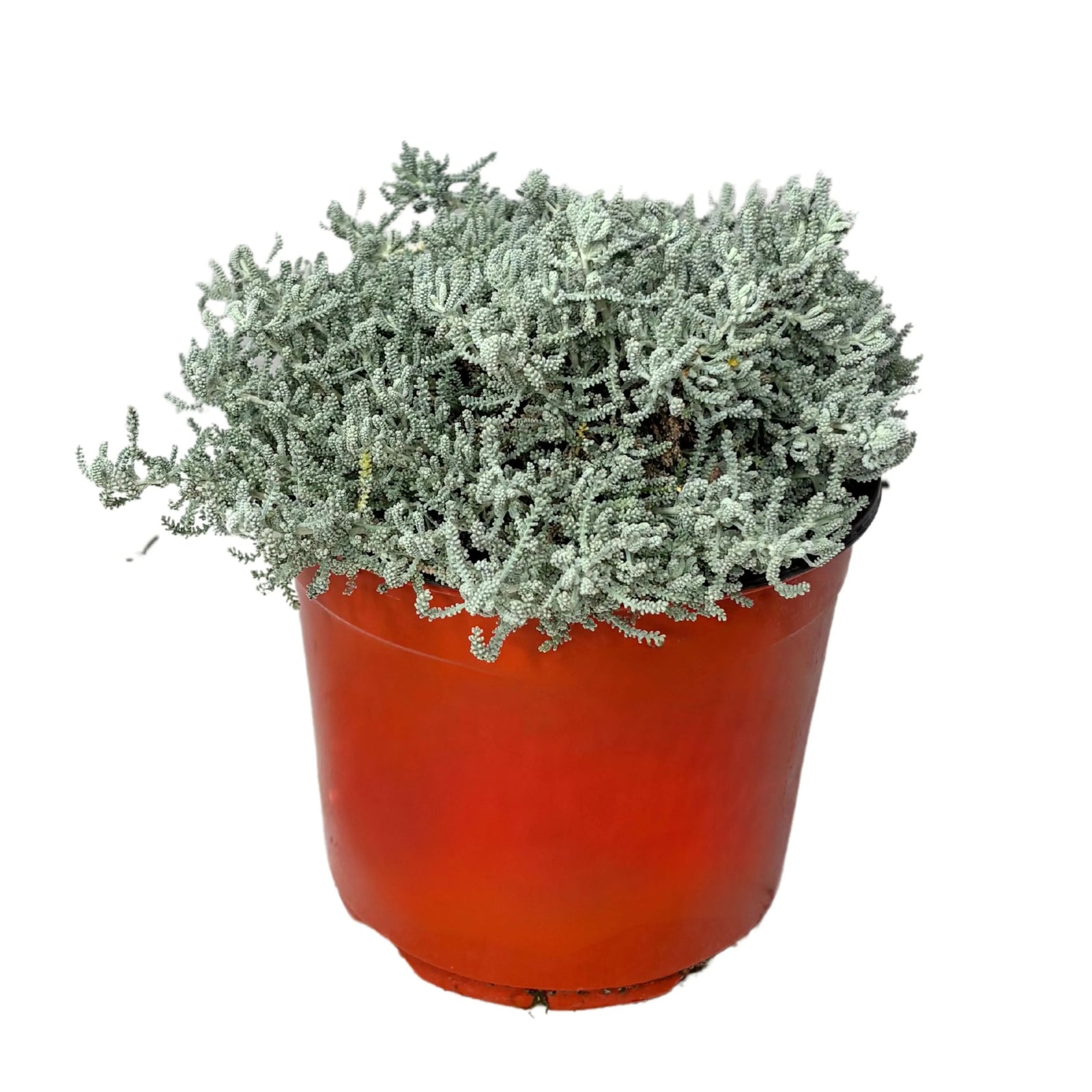 Santolina Chamaecyparissus - pianta mediterranea con fogliame argenteo in vaso da esterno