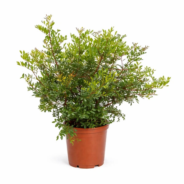 Pistacia Lentiscus D. 24 H. 70 CM