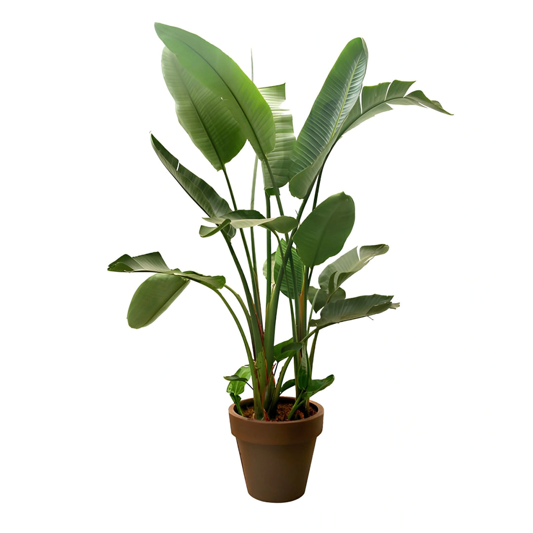 Strelitzia in Standard One D. 50 - H. 200 cm