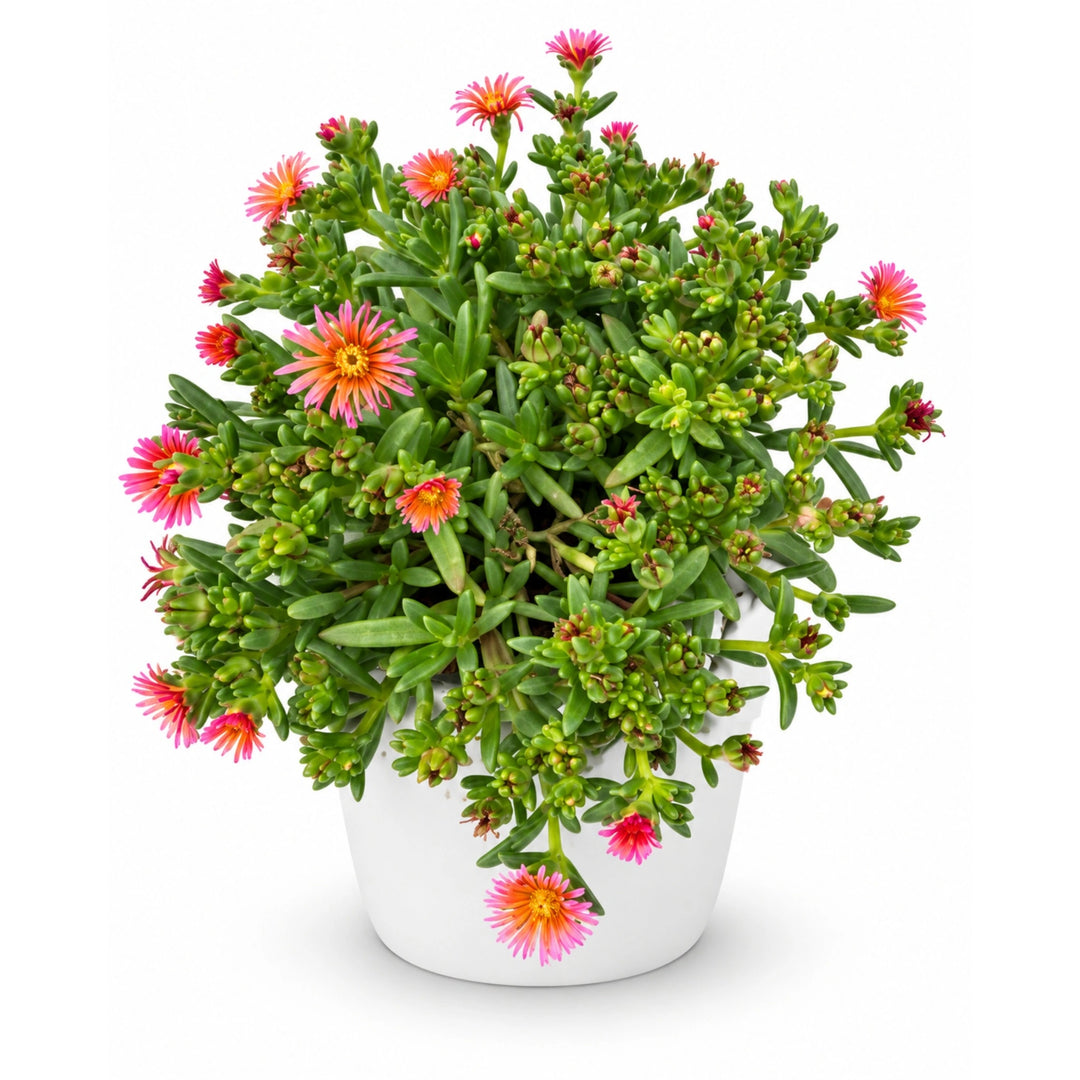 Delosperma Cooperi D. 14 - H. 20 cm