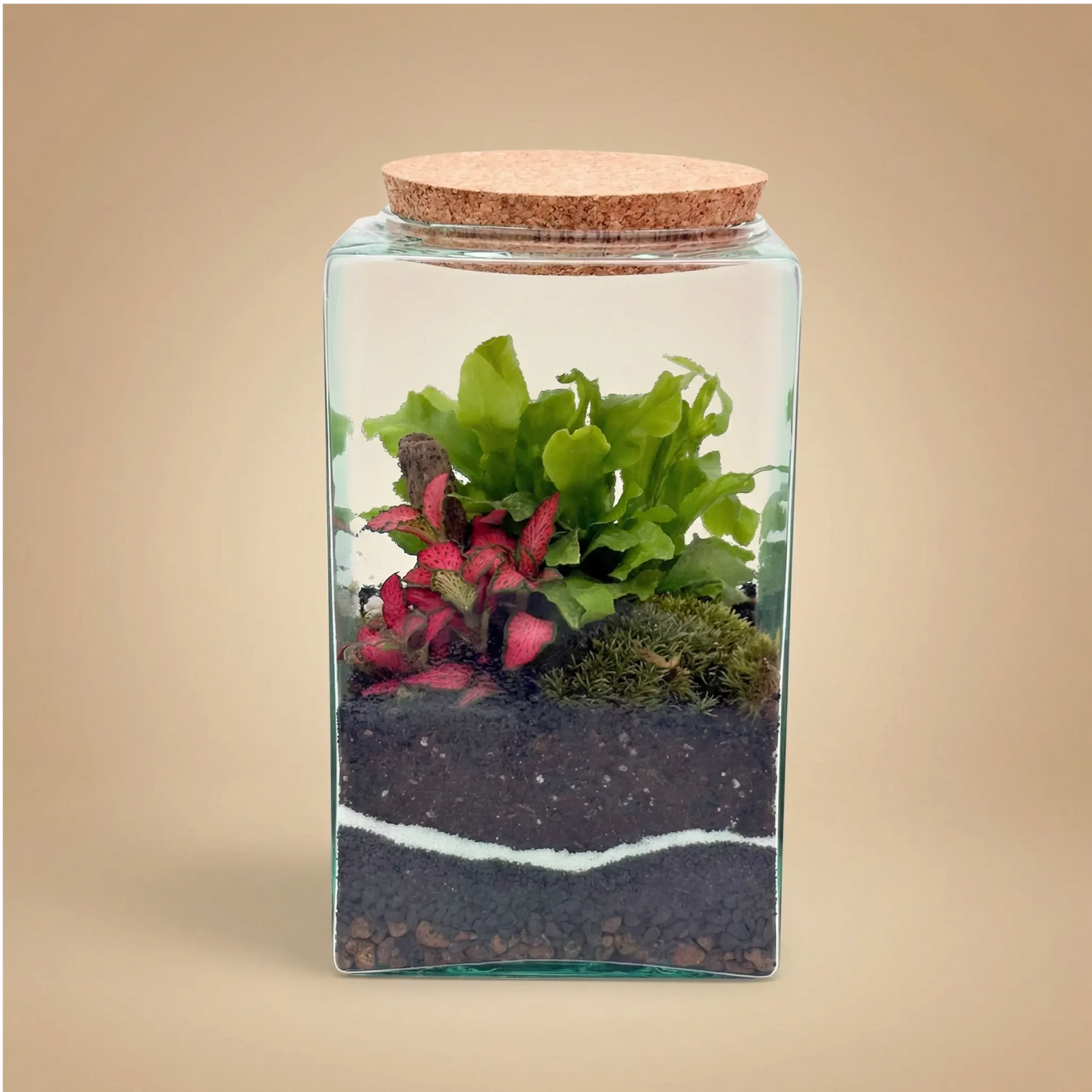Terrarium Musae 12x20 con fittonia rosa, felce e muschio, tappo sughero