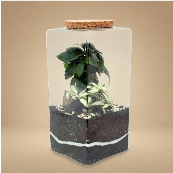 Terrarium alto 12x12x25 con fittonia bianca pianta tropicale e muschio tappo sughero