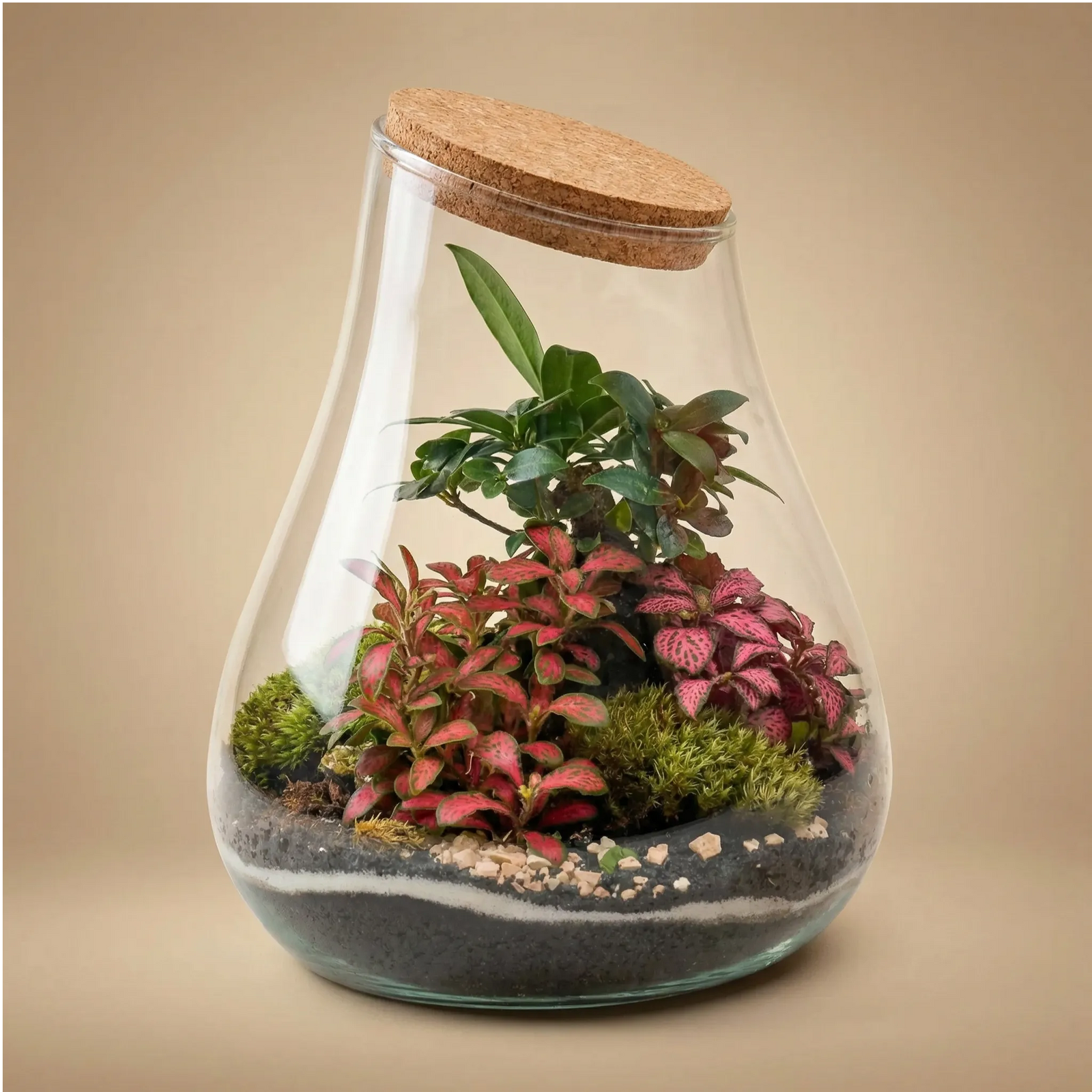 Terrarium 19x19 a goccia con fittonia rosa e piante tropicali tappo sughero