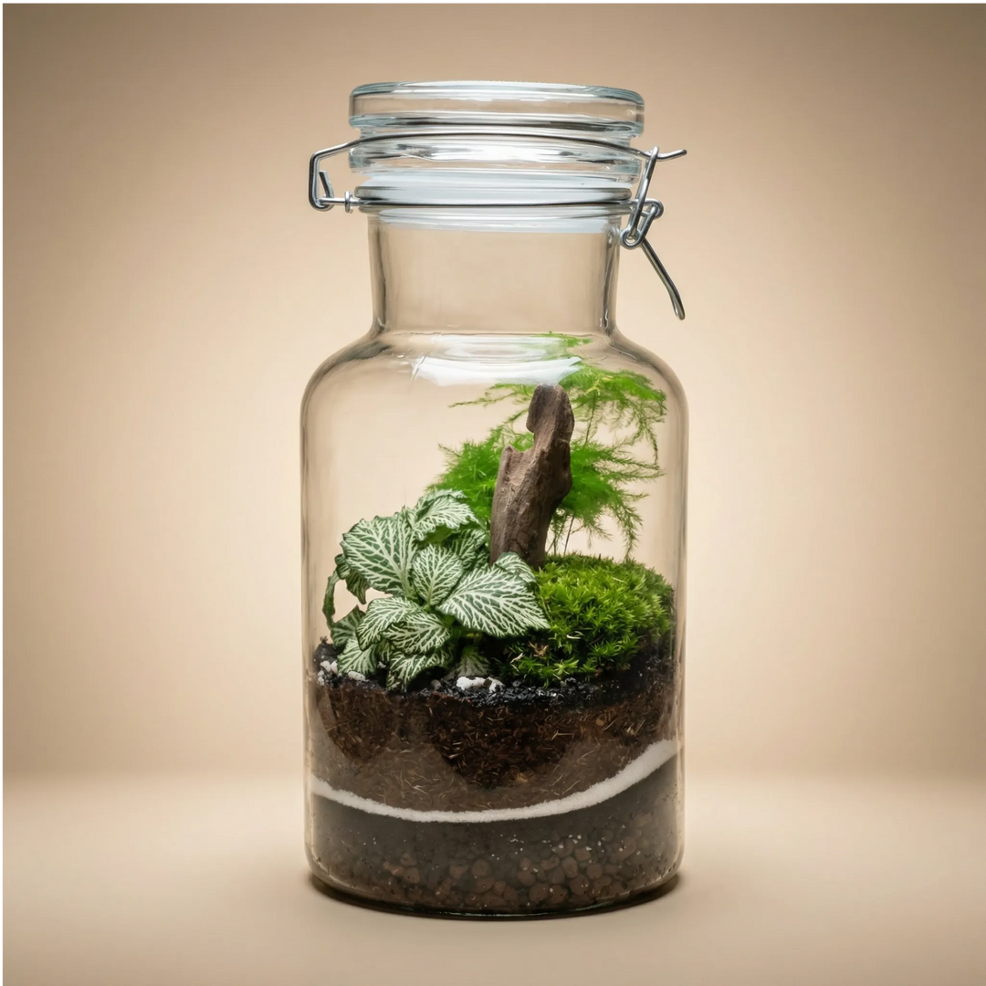 Terrarium barattolo vetro 14x28 chiusura ermetica fittonia bianca muschio e legno