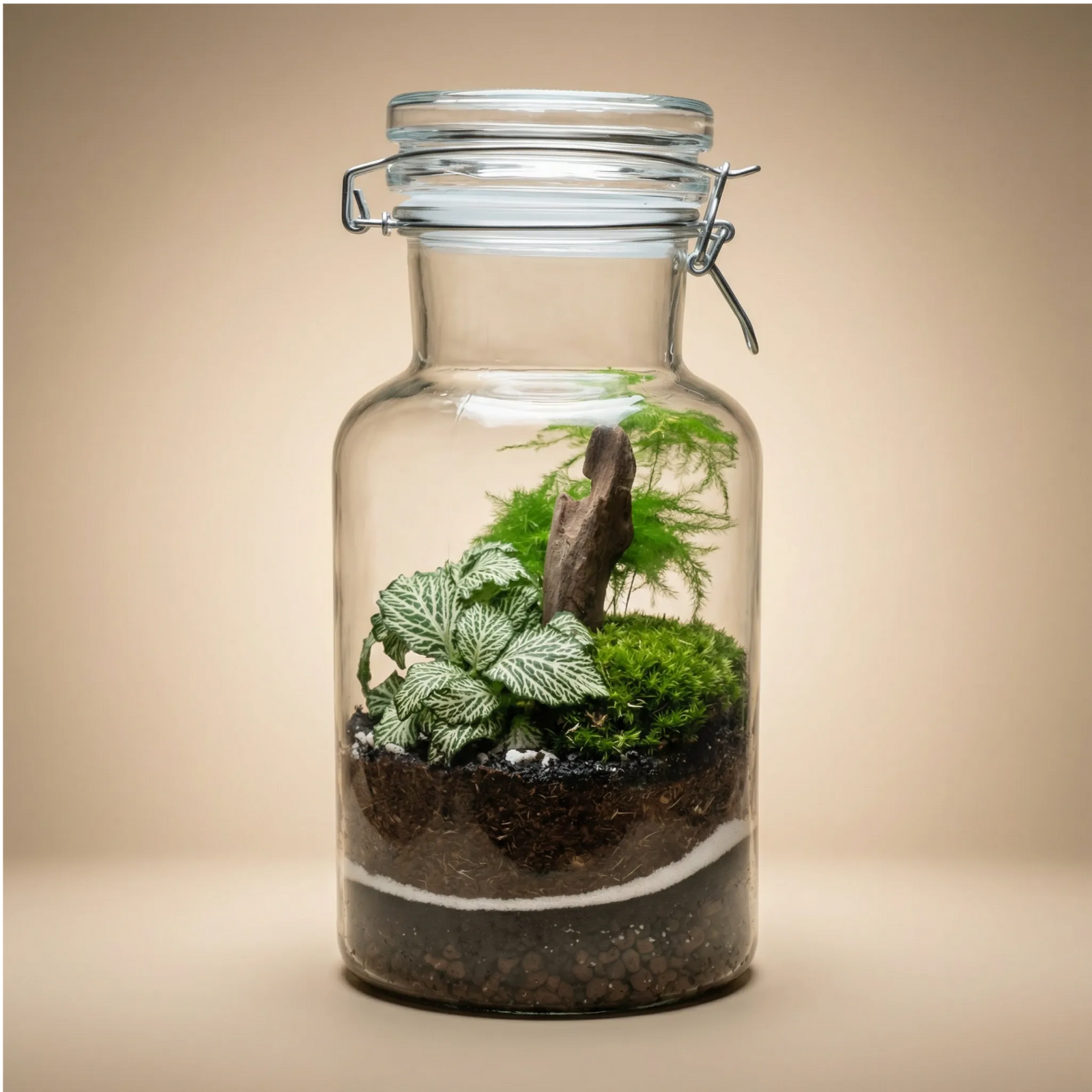 Terrarium barattolo vetro 14x28 chiusura ermetica fittonia bianca muschio e legno