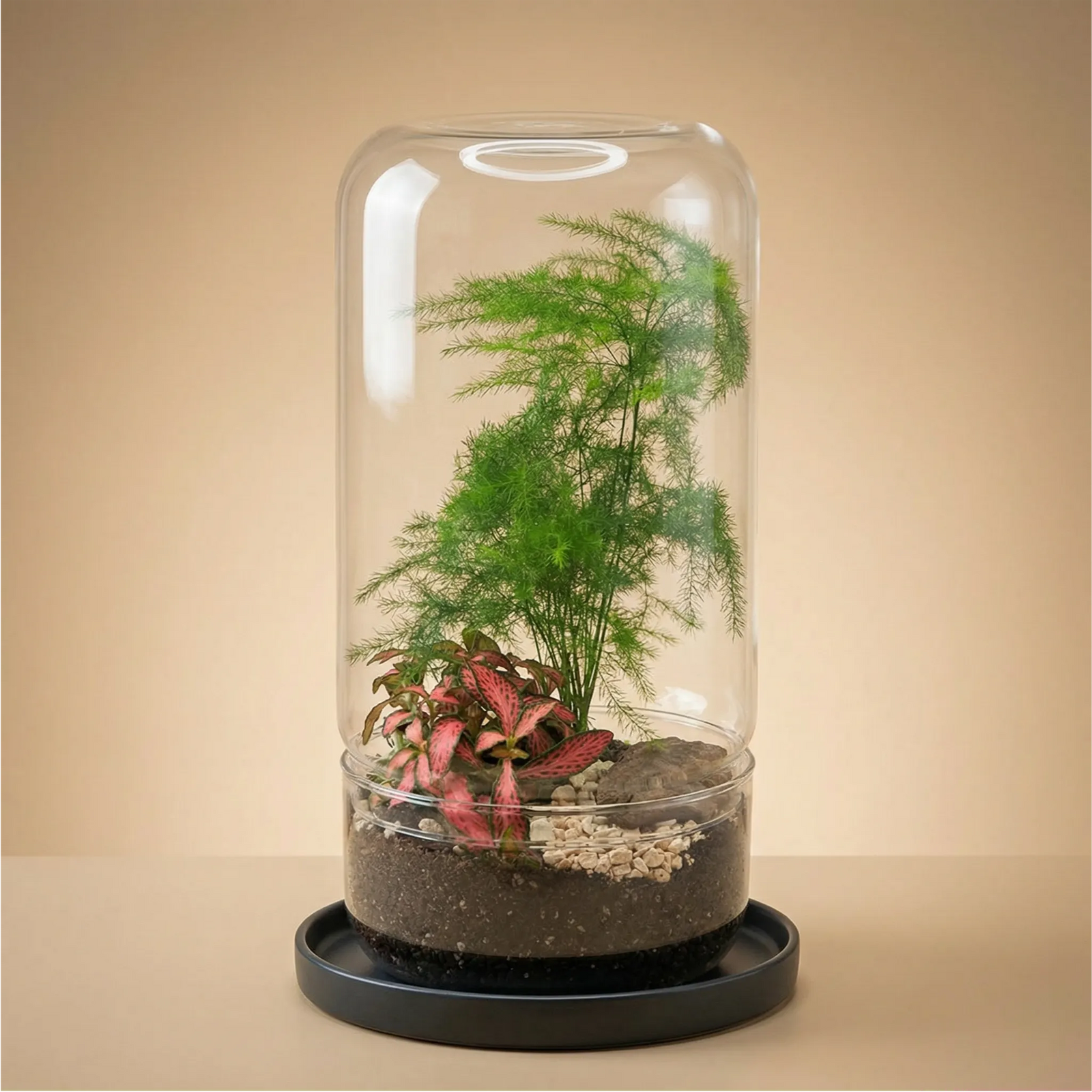Terrarium cilindrico vetro 10x19 con asparagina plumosa fittonia rossa e legno