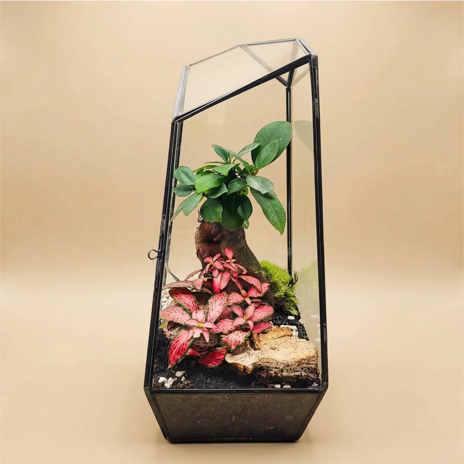 Terrarium Diamante - terrario geometrico in vetro con Fittonia rosa e Ficus bonsai, vista frontale