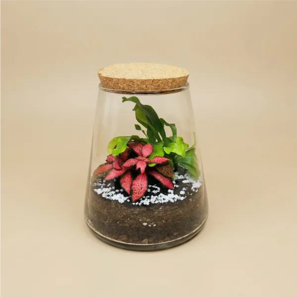 Terrarium Eco Chic 059 in vetro conico con Fittonia rosa e piante verdi, mini giardino compatto elegante