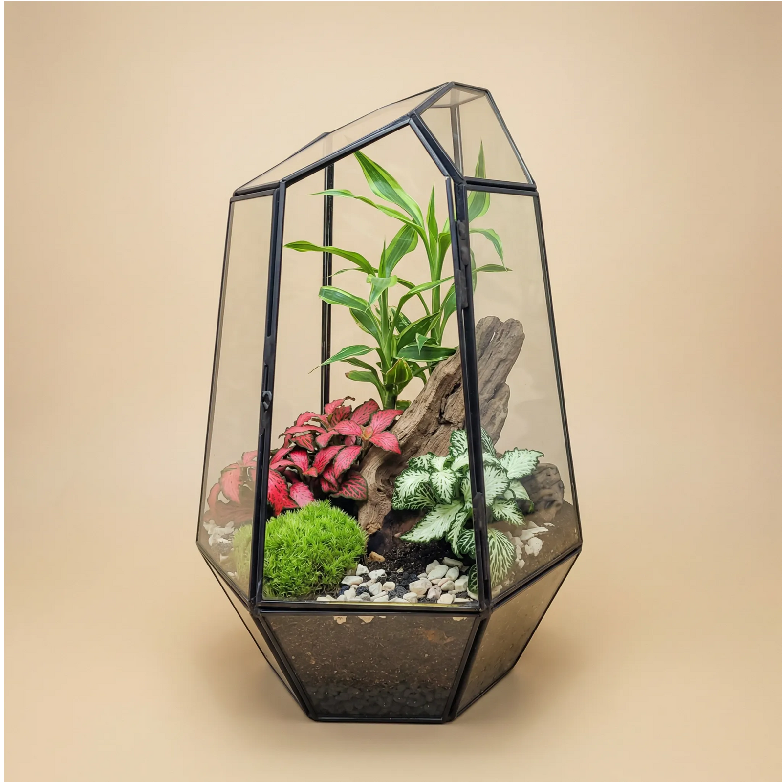Terrarium Florine 067V - composizione di piante verdi in vaso geometrico con Fittonia rosa