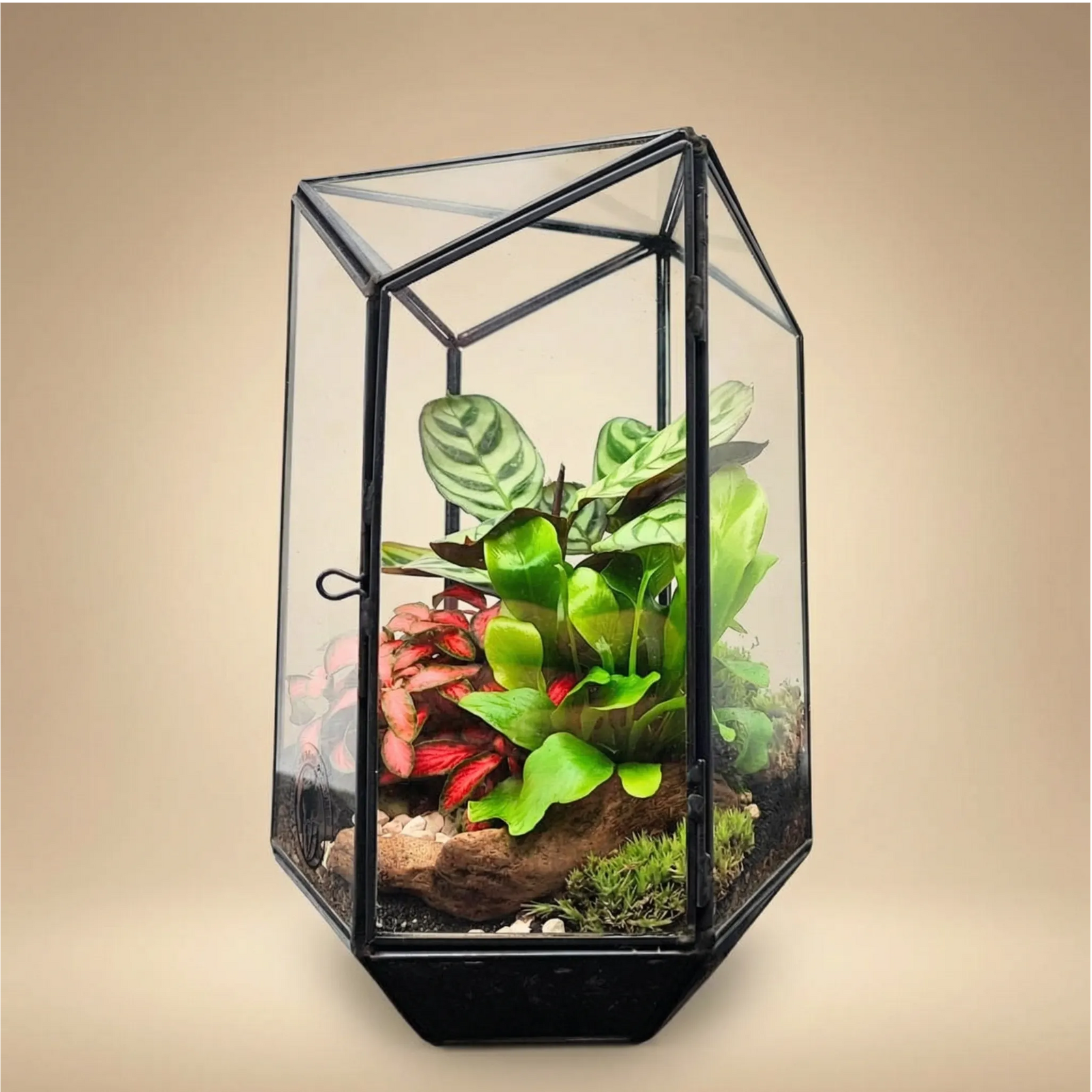 Terrarium geometrico vetro metallo nero 13x20 con fittonia rossa calathea piante tropicali