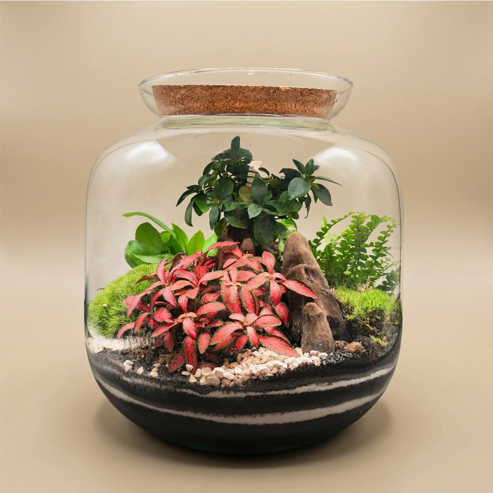 Terrarium in vetro con Fittonia rosa, felce verde, muschio e legno decorativo