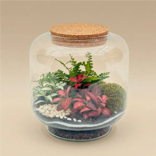 Terrarium Hortus 17x17 - Vista frontale con fittonia rossa e felce in vetro con tappo sughero