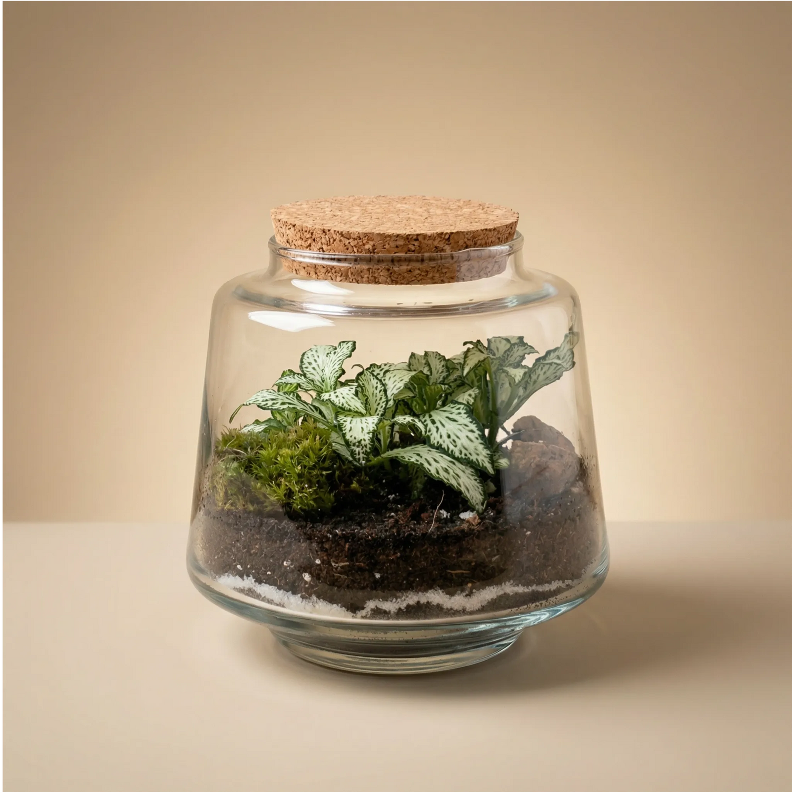 Terrarium Hortus con fittonia bianca e muschio in vaso di vetro con tappo in sughero