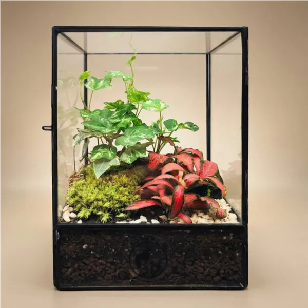 Terrarium geometrico rettangolare vetro metallo nero 11x17 fittonia rossa edera muschio