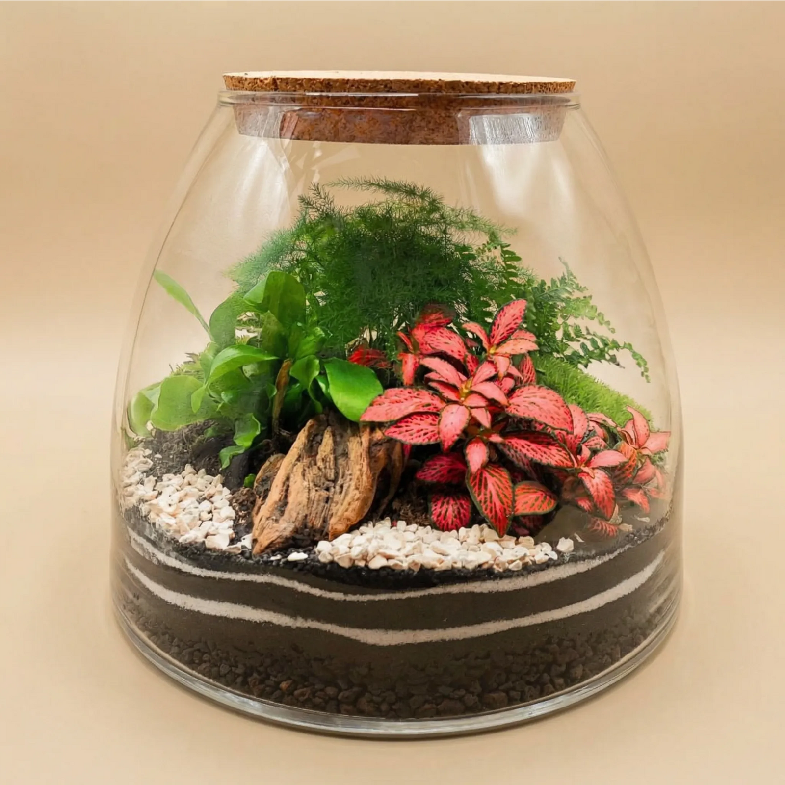  Terrarium esotico mini giardino in vetro con tappo sughero e piante tropicali verdi