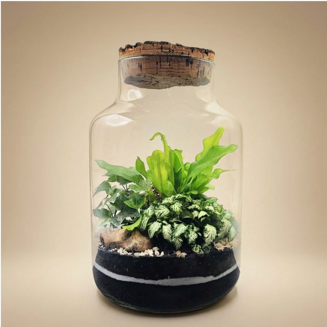 Terrarium Zefira con piante verdi - ecosistema in vetro con felce e fittonia su sfondo chiaro