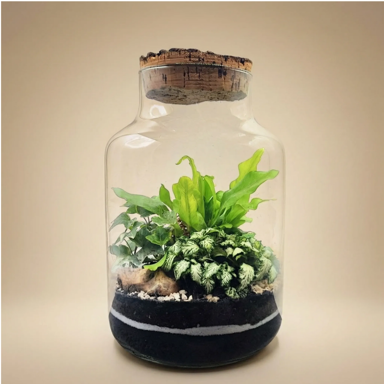Terrarium Zefira con piante verdi - ecosistema in vetro con felce e fittonia su sfondo chiaro