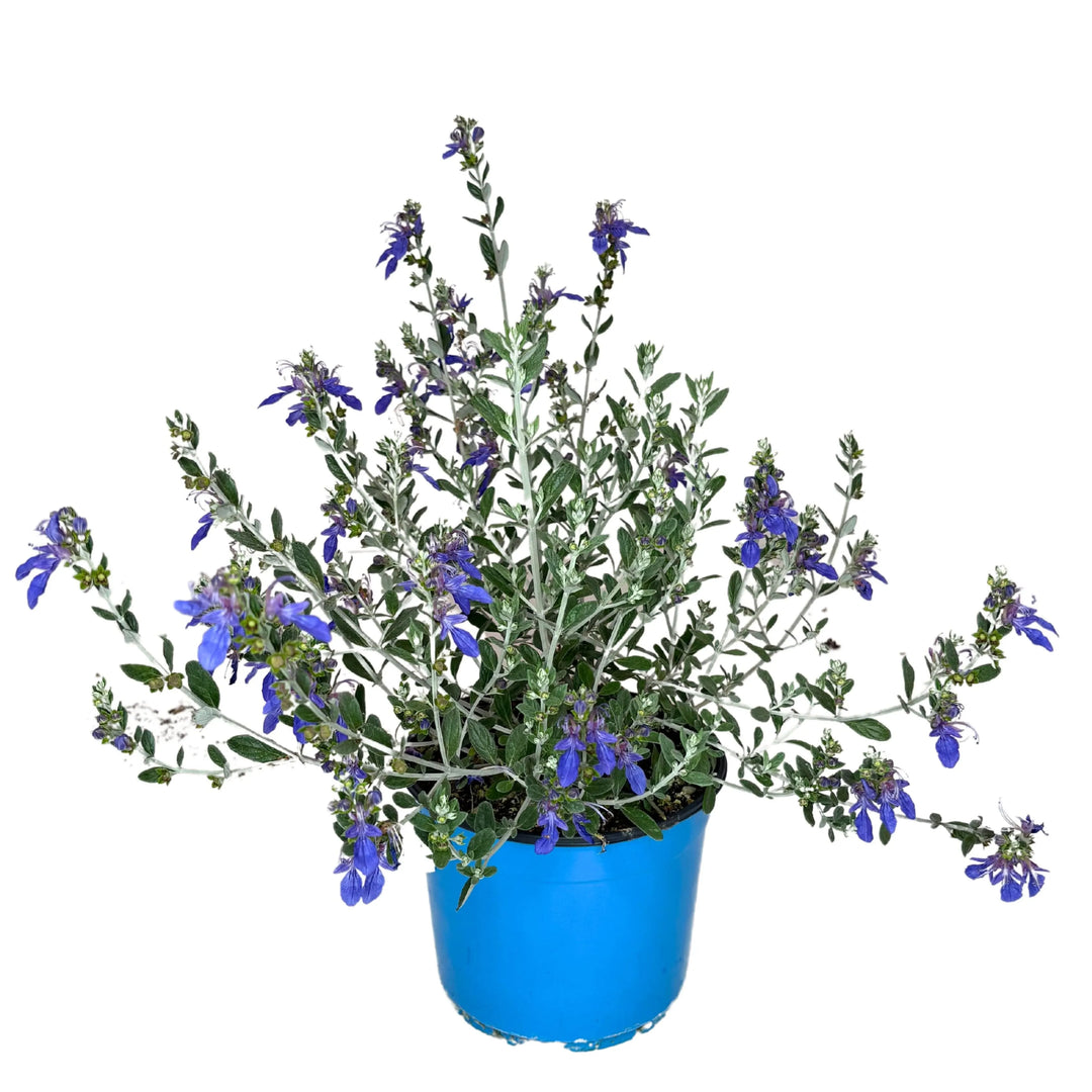 Teucrium Azureum pianta - esemplare in vaso da 18 cm su sfondo bianco, pronto per l&