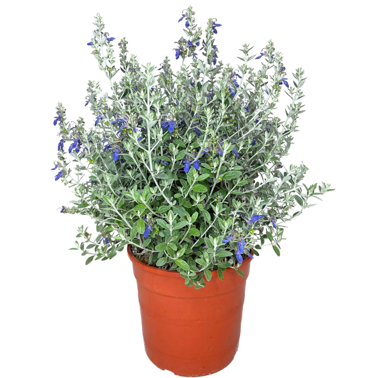 Teucrium Azureum pianta - esemplare in vaso con fogliame argentato e fiori azzurri intensi
