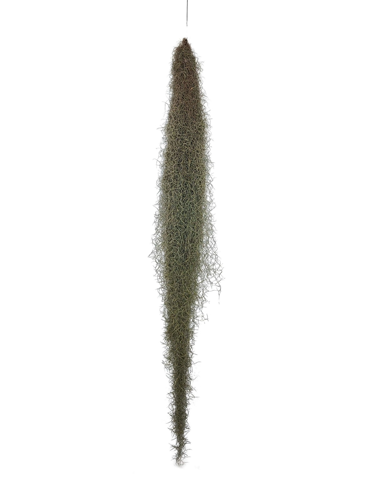 Tillandsia Usneoides (Spanish Moss) 2/3 B L - i Giardini di Giulia