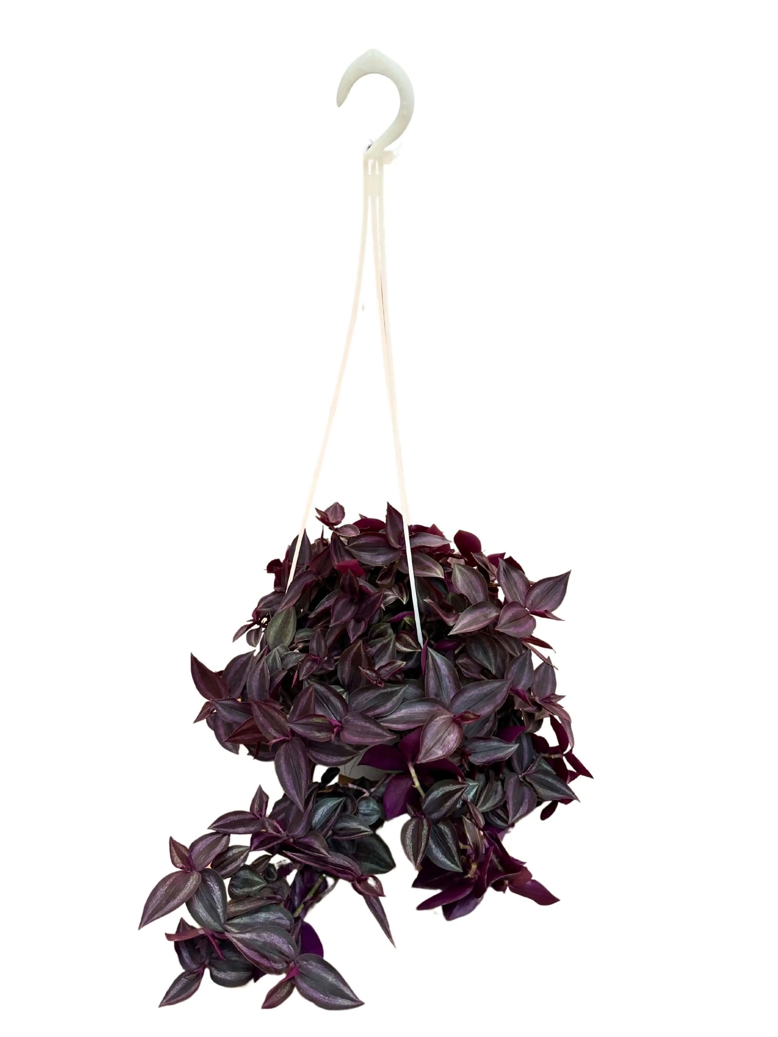 Tradescantia Zebra in basket - pianta pendente con foglie striate in vaso sospeso