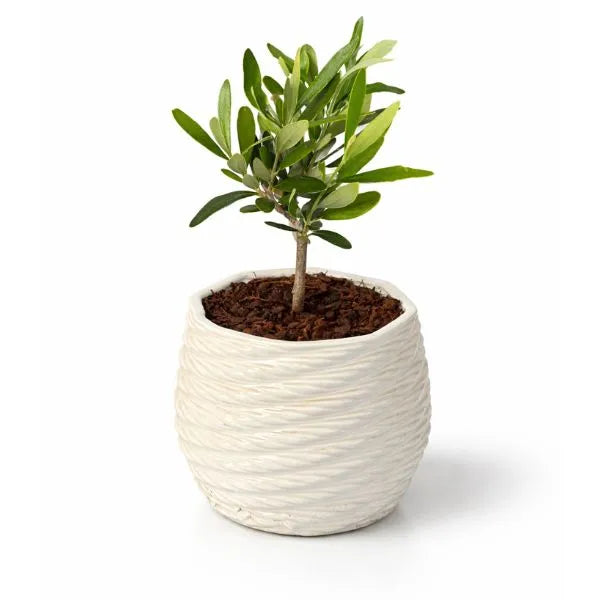 Bonsai Olivo in vaso di ceramica Carina su sfondo bianco - vista frontale