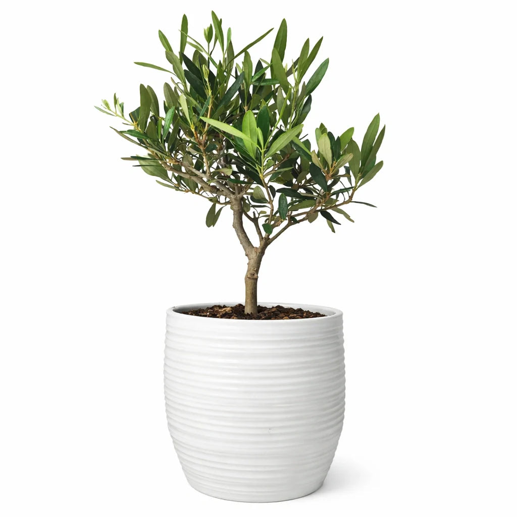 Bonsai Olivo 40 cm - pianta bonsai olivo in vaso di ceramica Bergamo, vista frontale