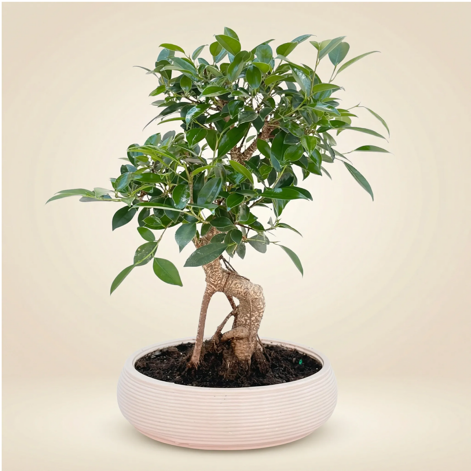 Bonsai Ficus Retusa in vaso ceramica ovale, vista frontale su sfondo neutro