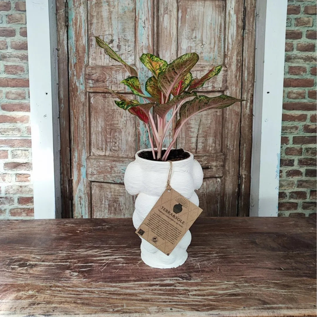 Vaso Mombay Terra&amp;Sole utilizzato come cache-pot decorativo con pianta da interno