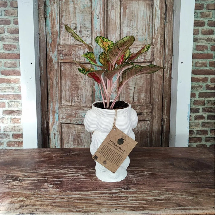Vaso Mombay Terra&amp;Sole utilizzato come cache-pot decorativo con pianta da interno
