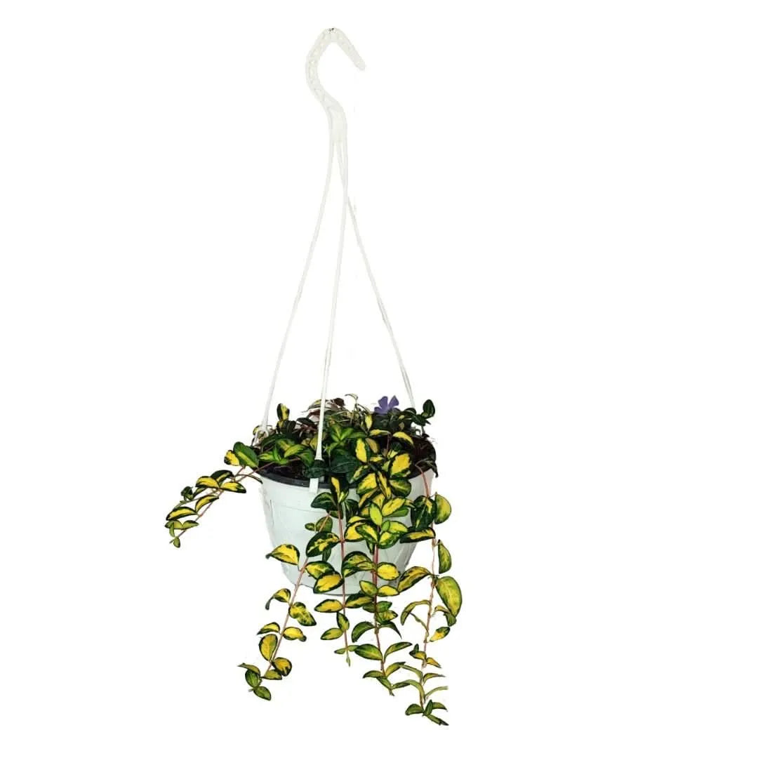 Vinca Minor Mix in basket - pianta ricadente con fiori lilla e foglie verdi in primo piano