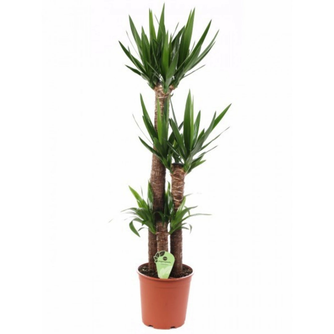 Yucca T-90 D. 24 cm